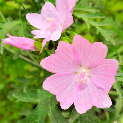 Ślaz piżmowy miniaturka 3