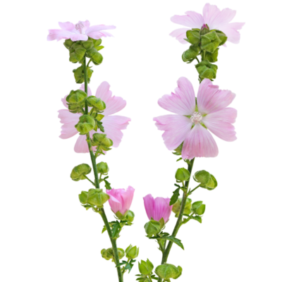 Ślaz piżmowy miniaturka 1