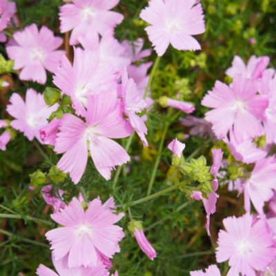 Ślaz piżmowy miniaturka 4