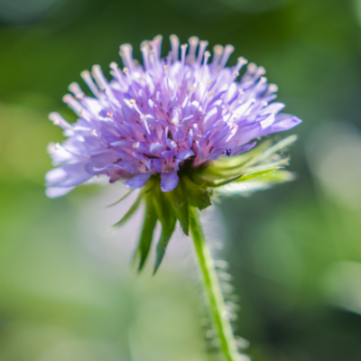 Świerzbnica polna miniaturka 3