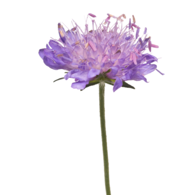 Świerzbnica polna miniaturka 1