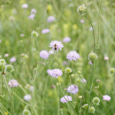 Świerzbnica polna miniaturka 4