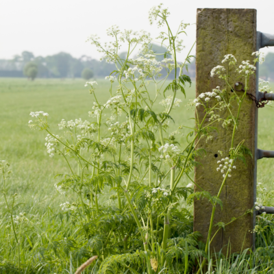 Trybula leśna miniaturka 4