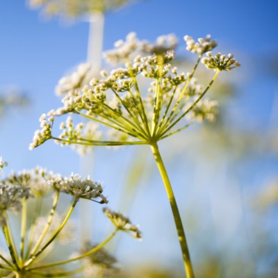 Trybula leśna miniaturka 3