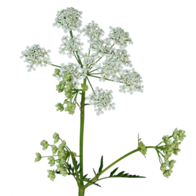 Trybula leśna miniaturka 1