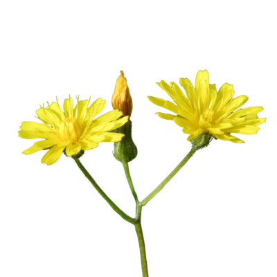 Pępawa dwuletnia miniaturka 1