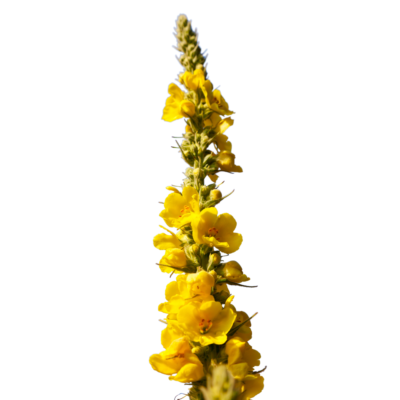 Dziewanna drobnokwiatowa miniaturka 1