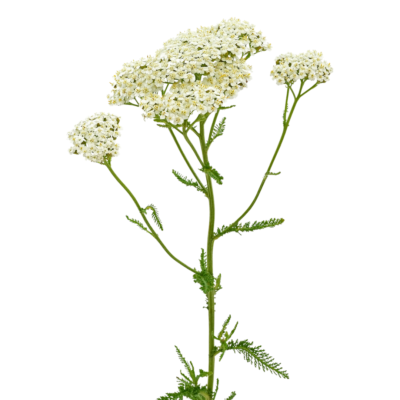 Krwawnik pospolity miniaturka 1