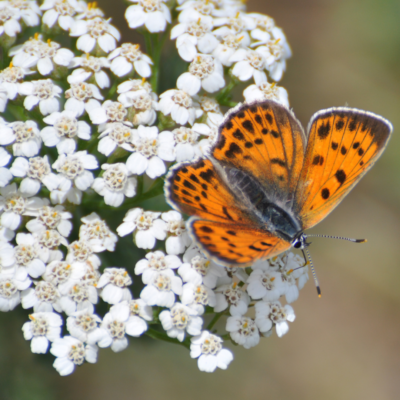 Krwawnik pospolity miniaturka 3