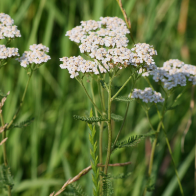 Krwawnik pospolity miniaturka 4
