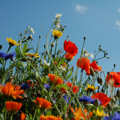 Bomby kwietne - chwasty miniaturka 3