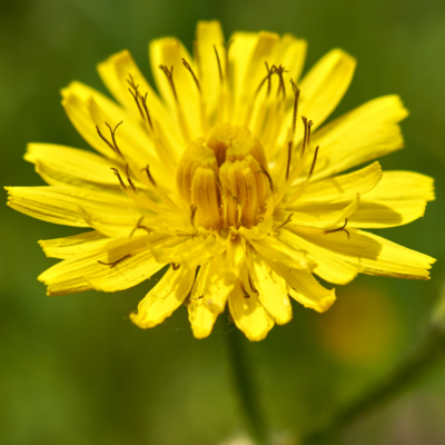 Pępawa dwuletnia miniaturka 3