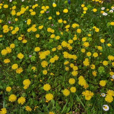 Pępawa dwuletnia miniaturka 4