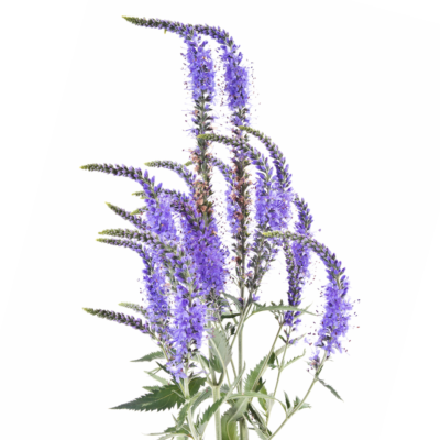 Przetacznik długolistny miniaturka 1