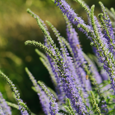 Przetacznik długolistny miniaturka 3