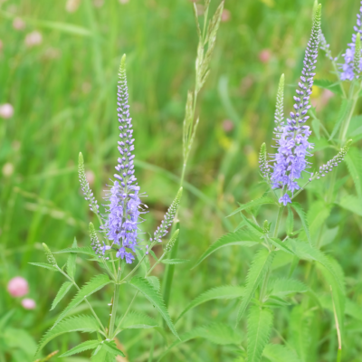 Przetacznik długolistny miniaturka 4