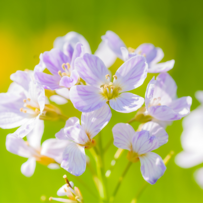 Rzeżucha łąkowa miniaturka 3