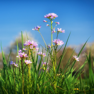 Rzeżucha łąkowa miniaturka 4