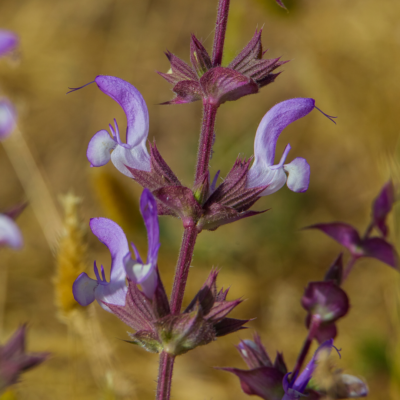 Szałwia omszona miniaturka 3