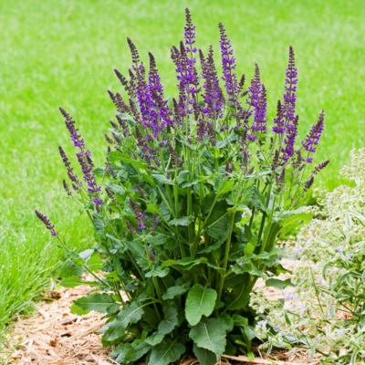 Szałwia omszona miniaturka 4