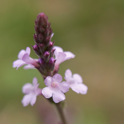 Werbena pospolita miniaturka 3