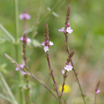 Werbena pospolita miniaturka 4