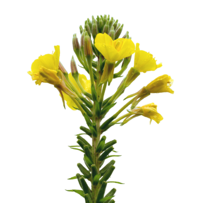 Wiesiołek dwuletni miniaturka 1