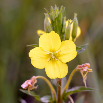 Wiesiołek dwuletni miniaturka 3
