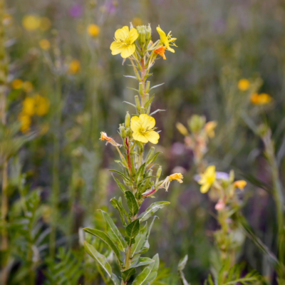 Wiesiołek dwuletni miniaturka 4