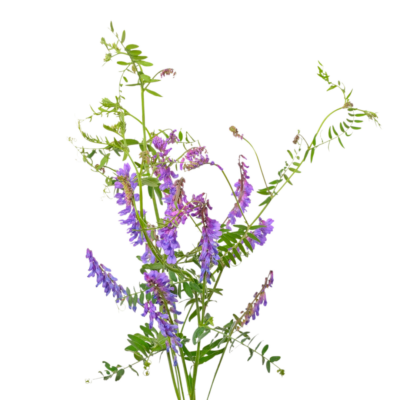 Wyka ptasia miniaturka 1