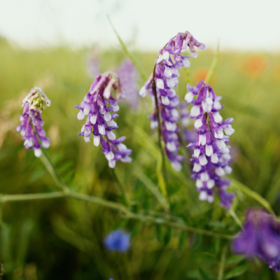 Wyka ptasia miniaturka 3