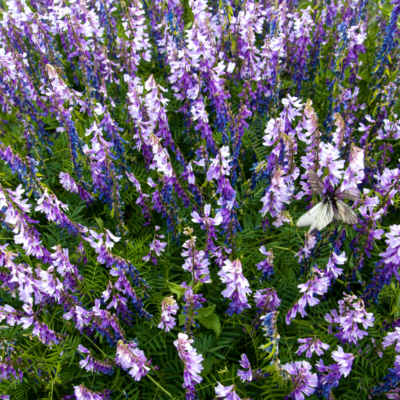 Wyka ptasia miniaturka 4