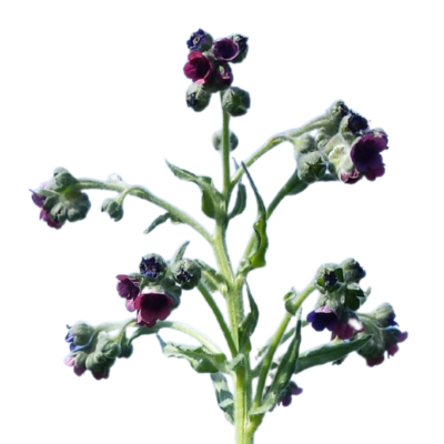 Ostrzeń pospolity miniaturka 1