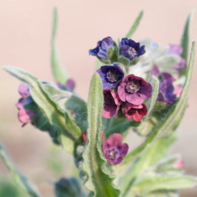 Ostrzeń pospolity miniaturka 3