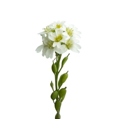 Pyleniec pospolity miniaturka 1