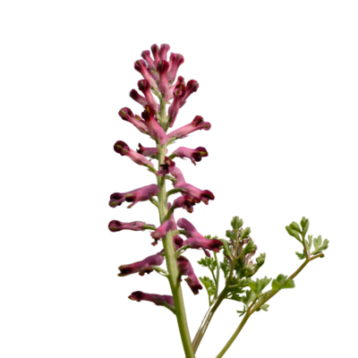 Dymnica pospolita miniaturka 1