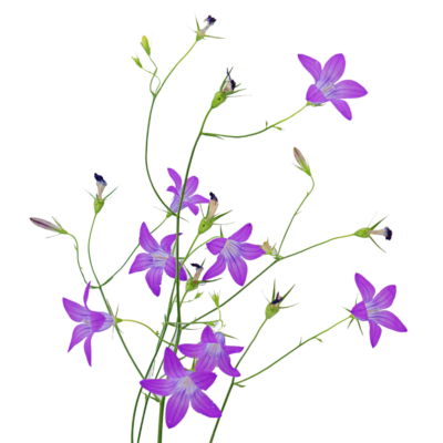 Dzwonek rozpierzchły miniaturka 1