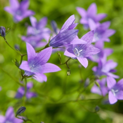 Dzwonek rozpierzchły miniaturka 3