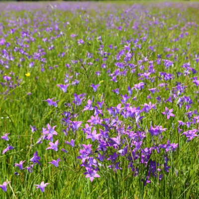 Dzwonek rozpierzchły miniaturka 4