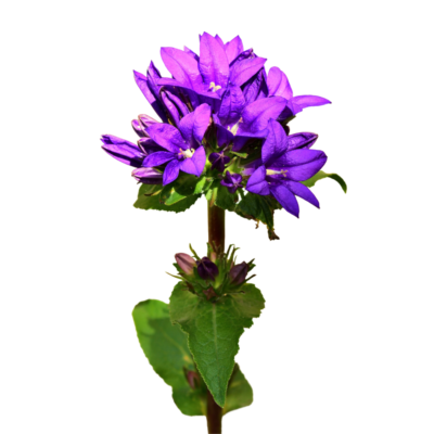 Dzwonek skupiony miniaturka 1