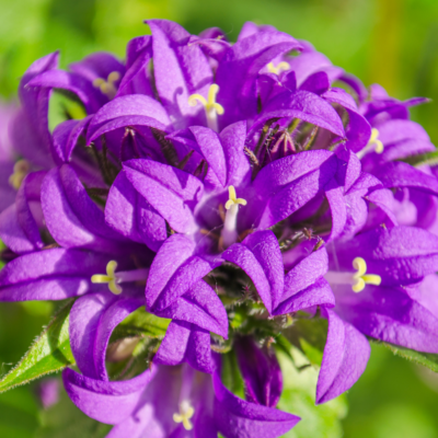 Dzwonek skupiony miniaturka 3