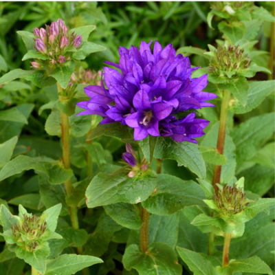 Dzwonek skupiony miniaturka 4