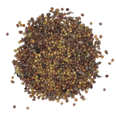 Koniczyna długokłosowa miniaturka 2