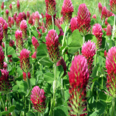 Koniczyna długokłosowa miniaturka 4