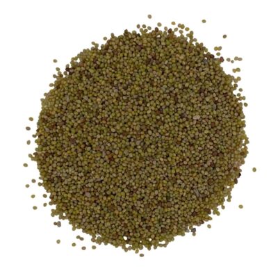 Koniczyna polna miniaturka 2