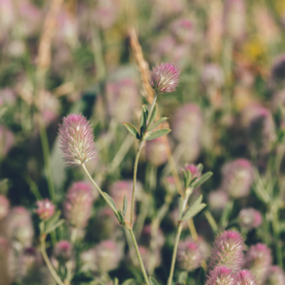 Koniczyna polna miniaturka 4