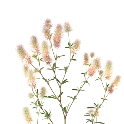 Koniczyna polna miniaturka 1