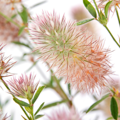 Koniczyna polna miniaturka 3