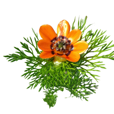 Miłek letni miniaturka 1