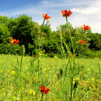 Miłek letni miniaturka 3